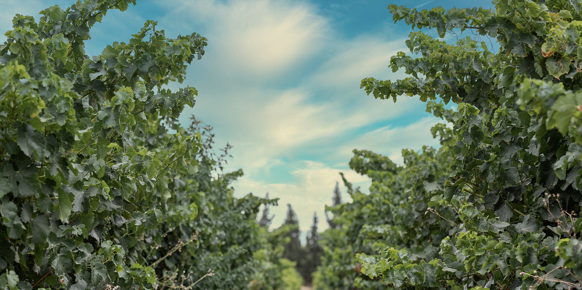 Coucher de soleil sur les vignes
